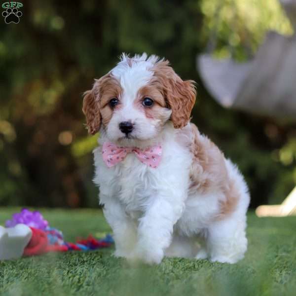 Poppy, Cavapoo Puppy